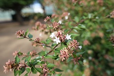RF 16-28mm F2.8 IS STM