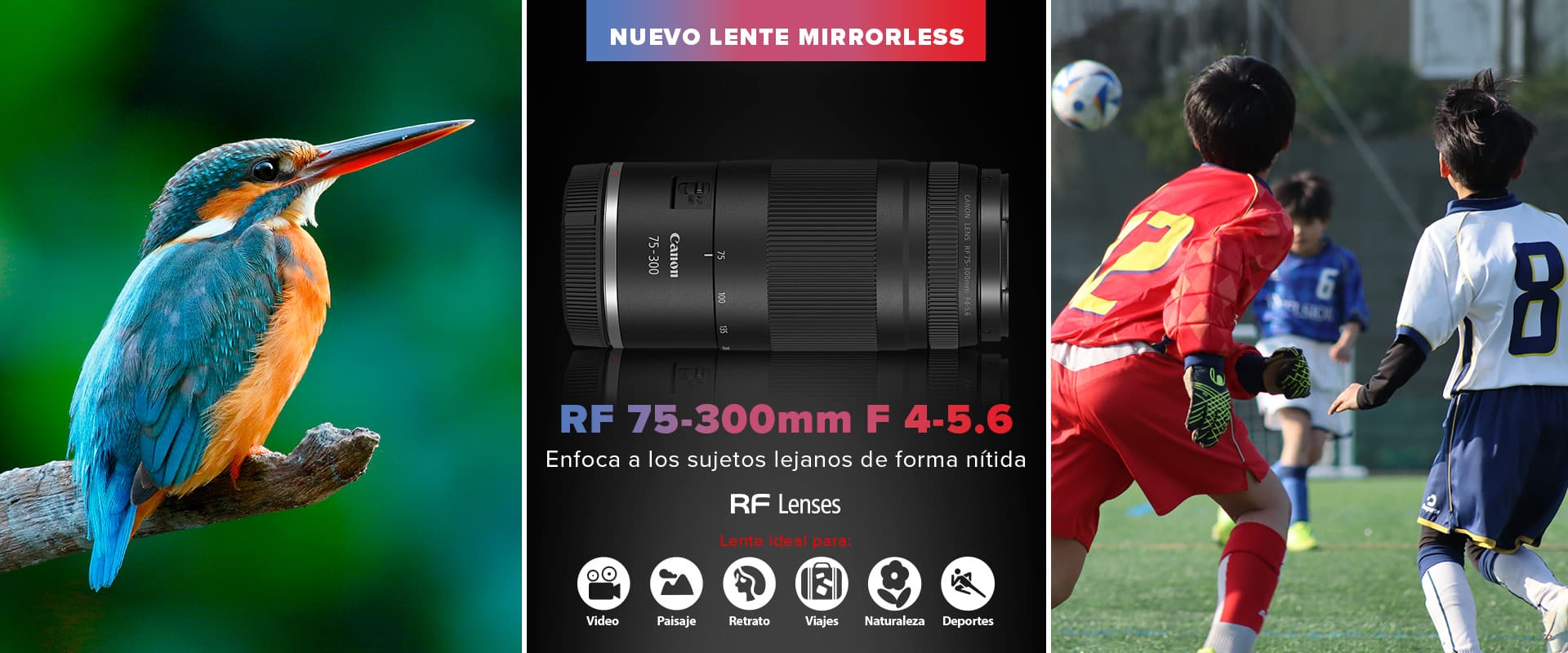 Nuevo Lente Mirrorless RF 75-300mm F 4-5.6 - Enfoca a los sujetos lejanos de forma nítida